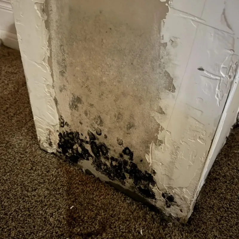 Professional Mold Removal in Lansing, IL